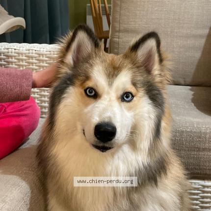 Photo 1/1 Chien retrouvé Perdu à Guernes