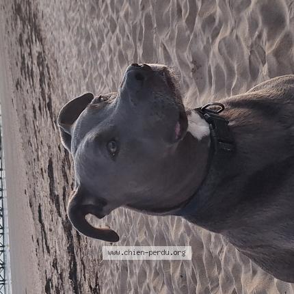 Photo de chien perdu à Saint Jean De Monts