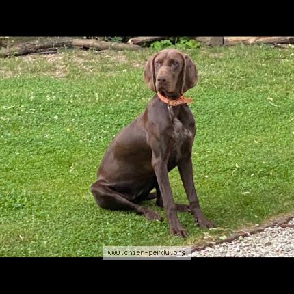 Photo 1/1 Chien retrouvé Perdu à Olivet