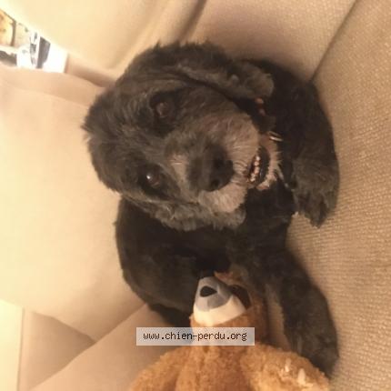 Photo 1/1 Chien retrouvé Perdu à Longeville Sur Mer