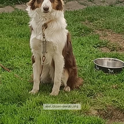 Photo 1/1 Chien retrouvé Trouvé à Plouescat