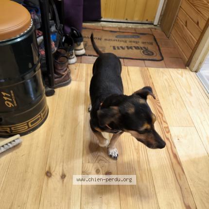 Photo 1/1 Chien retrouvé Trouvé à Cheny