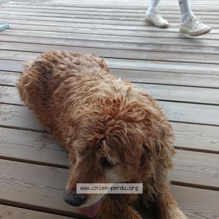 Photo 2/2 Chien retrouvé Trouvé à Saint morillon