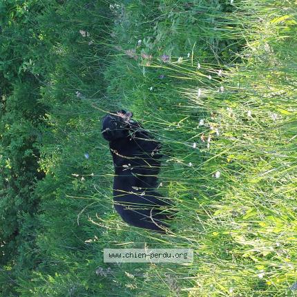 Photo 1/1 Chien retrouvé Perdu à Clairac