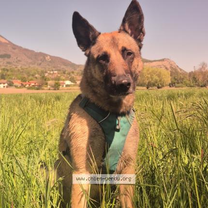 Photo de chien perdu à Le Gua