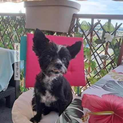 Photo de chien perdu à La Tour Du Pin