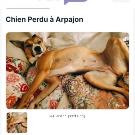 Photo de chien perdu à Arpajon