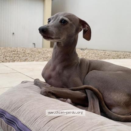 Photo 1/2 Chien retrouvé Perdu à Bretigny Sur Orge