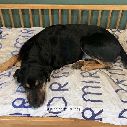 Photo de chien perdu à Trets