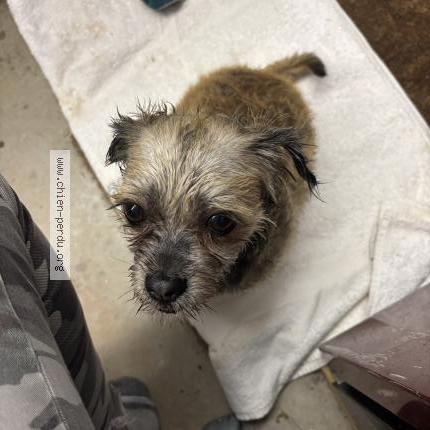 Photo 1/1 Chien retrouvé Trouvé à Bassussarry