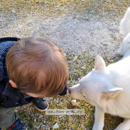 Photo de chien perdu à Bellevigne