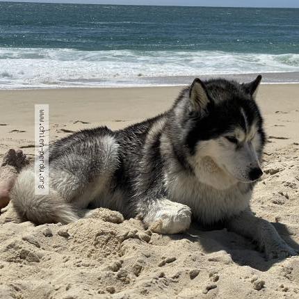 Photo 1/1 Jack Chien perdu à Mezel