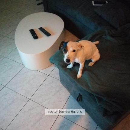 Photo 1/1 Chien retrouvé Perdu à Mont Bernanchon