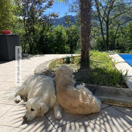 Photo 1/1 Chien retrouvé Perdu à Le Brusquet