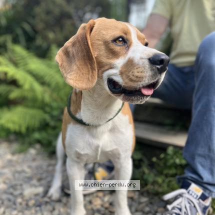 Photo de chien perdu à Anglet