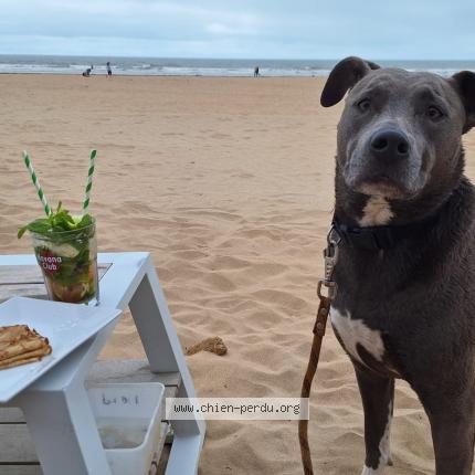 Photo 1/1 Chien retrouvé Perdu à Saint jean de monts