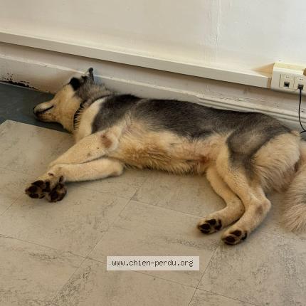 Photo de chien trouvé à Les Arcs