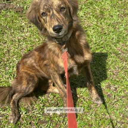 Photo 1/1 Chien retrouvé Perdu à Orly