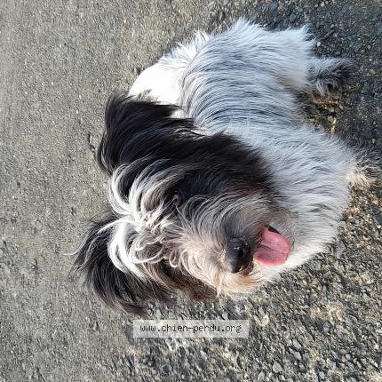 Photo 1/1 Chien retrouvé Perdu à Gan
