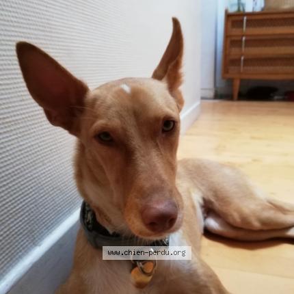 Photo 1/1 Chien retrouvé Perdu à Fontenay Sous Bois