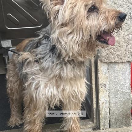 Photo 1/1 Chien retrouvé Trouvé à Chevannes