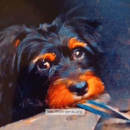 Photo 1/1 Chien retrouvé Perdu à Haguenau