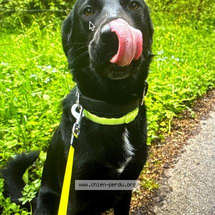 Photo 1/1 Chien retrouvé Perdu à Pontarlier
