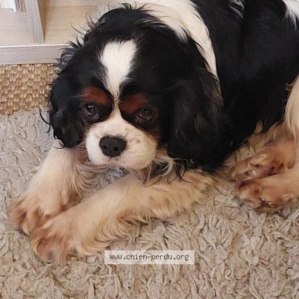 Photo 1/1 Chien retrouvé Perdu à Montfa