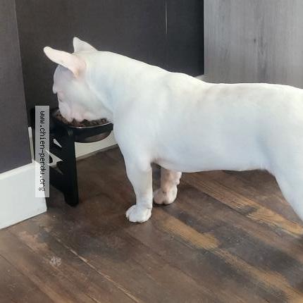 Photo de chien perdu à Congrier