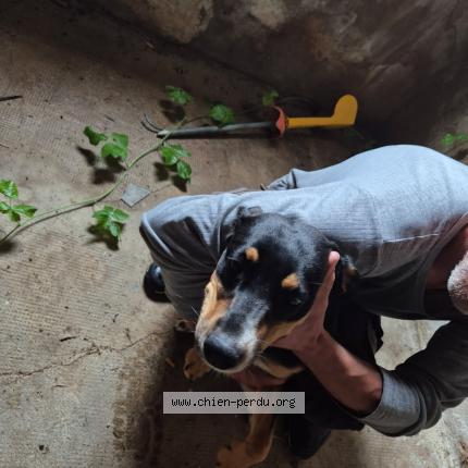Photo 1/1 Chien retrouvé Trouvé à Civrieux