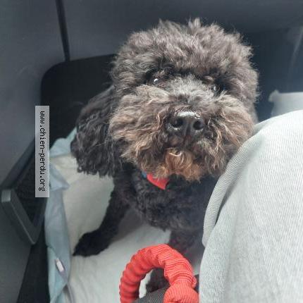 Photo 1/1 Chien retrouvé Trouvé à Chazelles sur lyon