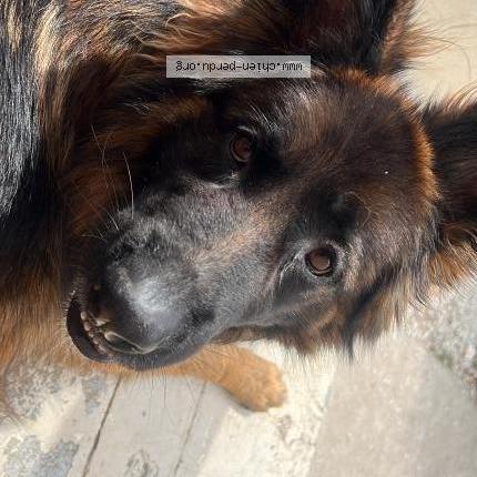 Photo 1/2 Chien retrouvé Perdu à Gagny