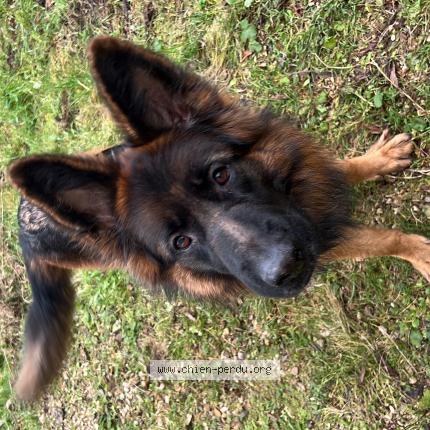 Photo 2/2 Chien retrouvé Perdu à Gagny