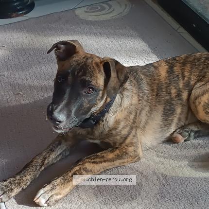 Photo 1/1 Chien retrouvé Perdu à Roumagne