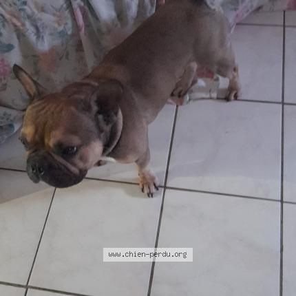 Photo 1/1 Chien retrouvé Perdu à Draguignan