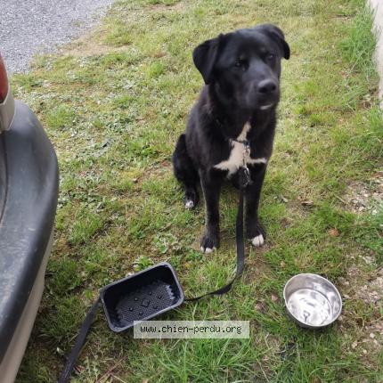 Photo 1/1 Chien retrouvé Perdu à Venours rouille