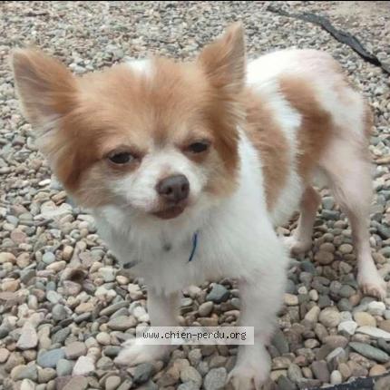 Photo 1/1 Chien retrouvé Perdu à Port sur saone