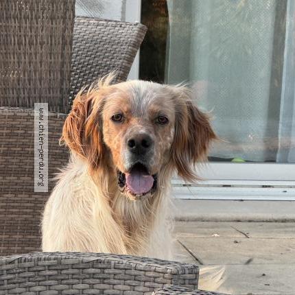 Photo 1/1 Chien retrouvé Perdu à Saint paul les fonts