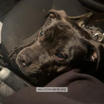 Photo 1/1 Chien retrouvé Perdu à Parmain