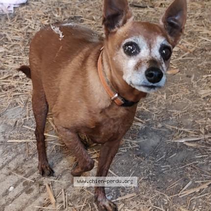 Photo 1/1 Chien retrouvé Trouvé à Thibouville