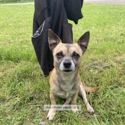 Photo 1/1 Chien retrouvé Perdu à Clisson