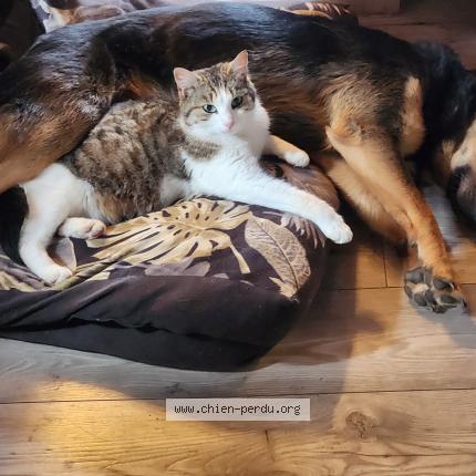 Photo 1/1 Chien retrouvé Perdu à Cogny