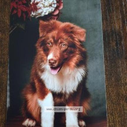 Photo 1/1 Chien retrouvé Perdu à Bordeaux