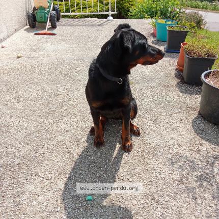 Photo 1/1 Chien trouvé Trouvé à Plessala