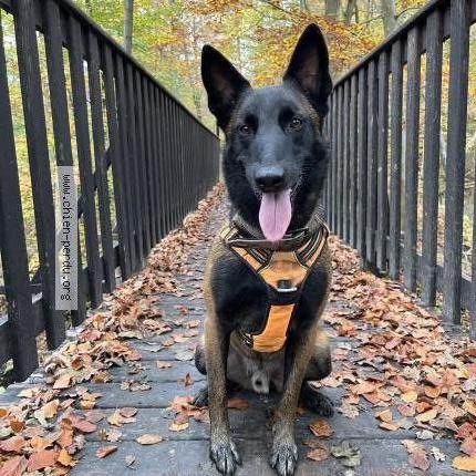 Photo 1/2 Chien retrouvé Perdu à Grosrouvre