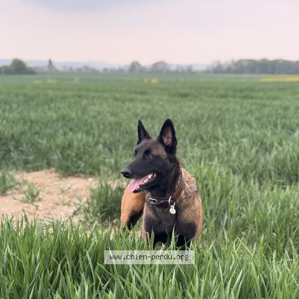 Photo 2/2 Chien retrouvé Perdu à Grosrouvre