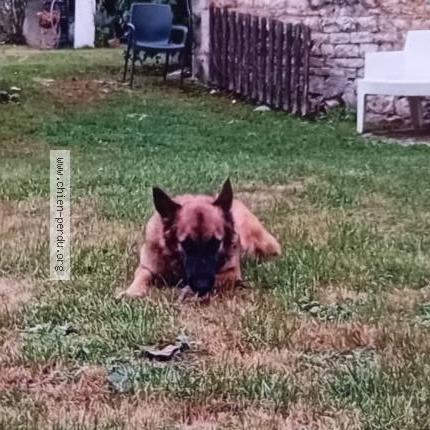 Photo de chien perdu à Neuville Sur Ain