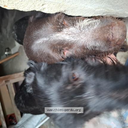 Photo 1/1 Chien retrouvé Trouvé à Catenoy