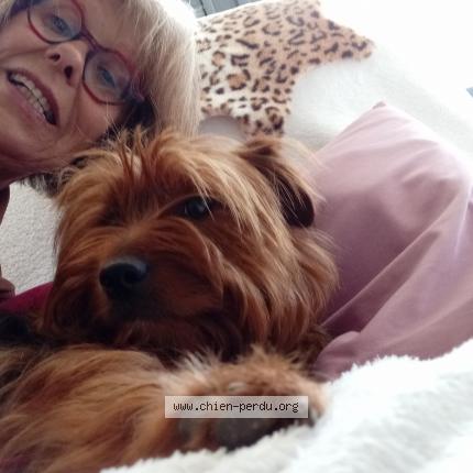 Photo 1/1 Chien retrouvé Perdu à Pleslin trigavou