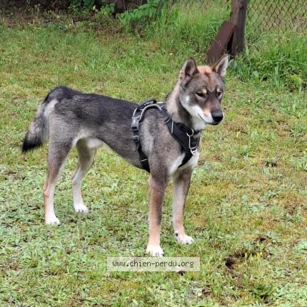 Photo 1/1 Chien retrouvé Perdu à Lichtenberg